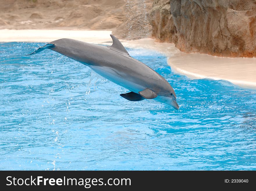 Dolphin