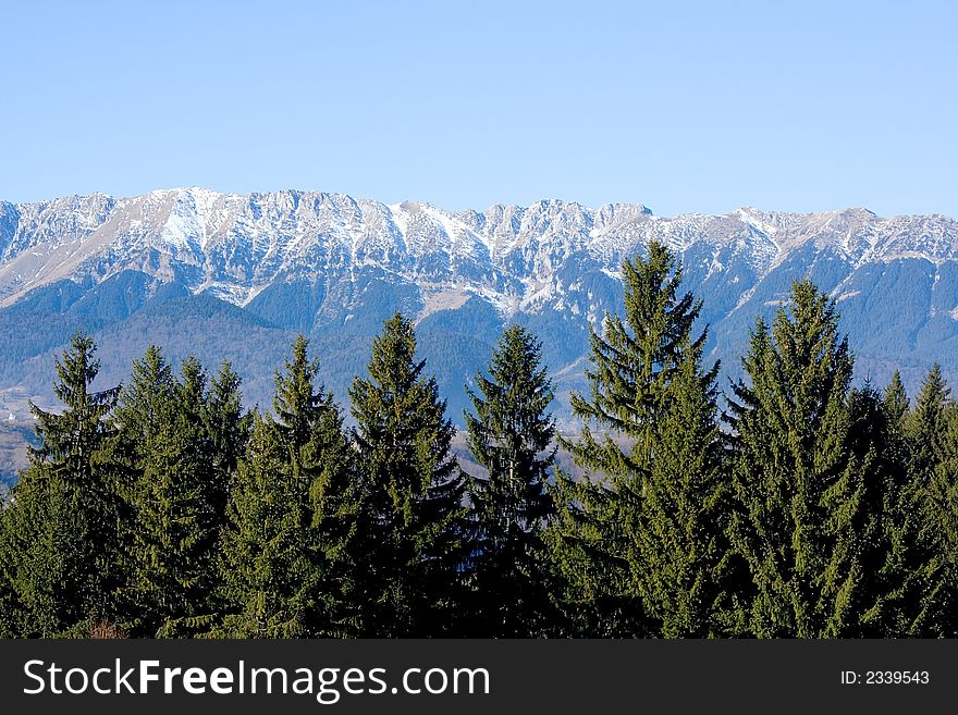 Pine trees and blue mountains. Pine trees and blue mountains
