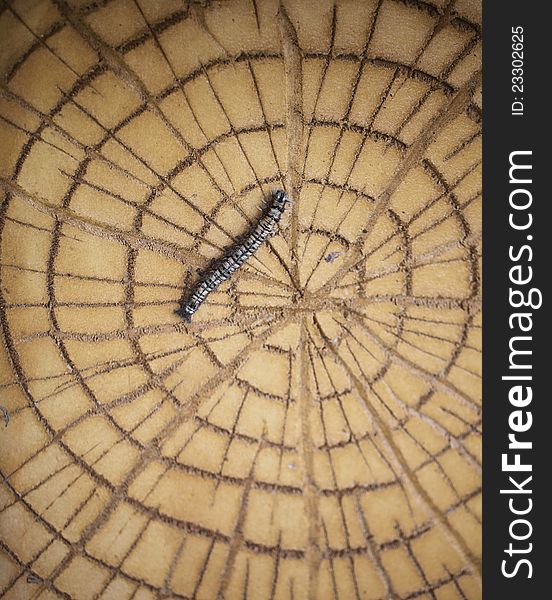 Caterpillar on a fake tree ring.