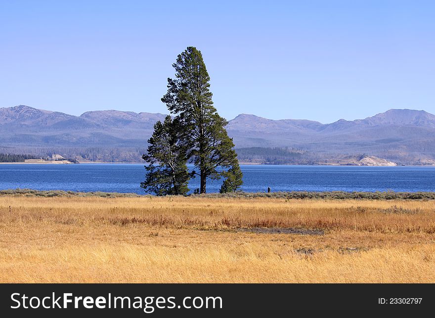 Single tall pine tree by the lake
