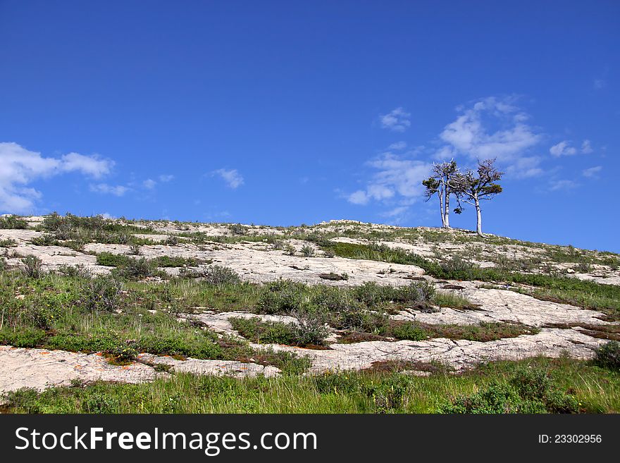 Two small trees on a rocky hill with blue sky background. Two small trees on a rocky hill with blue sky background
