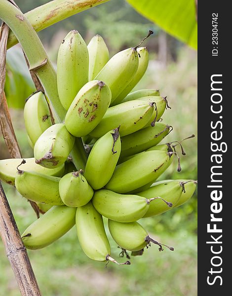 Banana fruit on banana tree. Banana fruit on banana tree