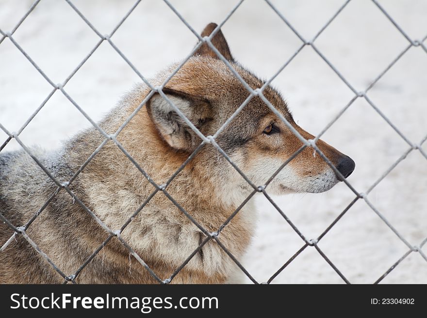 Wolf in the cage