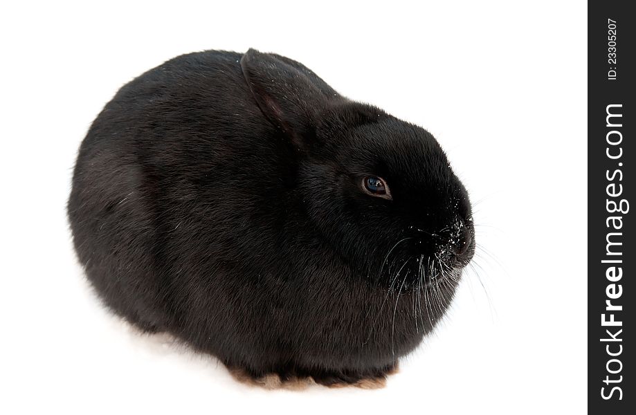 Black rabbit with the face in the snow