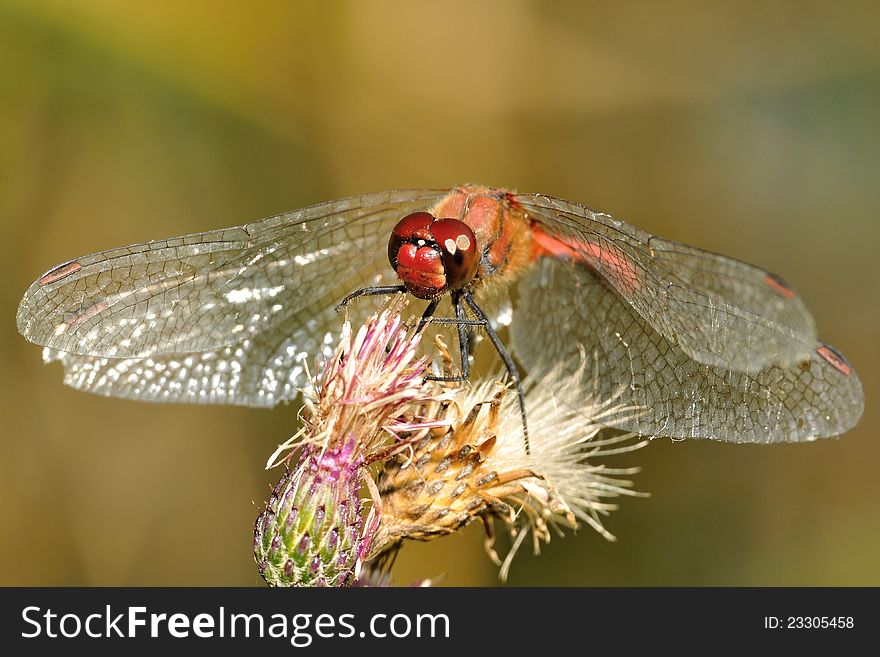 Genus Sympetrum dragonfly sitting on a flower. Genus Sympetrum dragonfly sitting on a flower