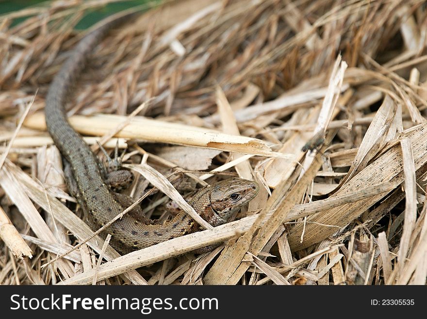 Shy lizard genus Zootoca in dry grass. Shy lizard genus Zootoca in dry grass