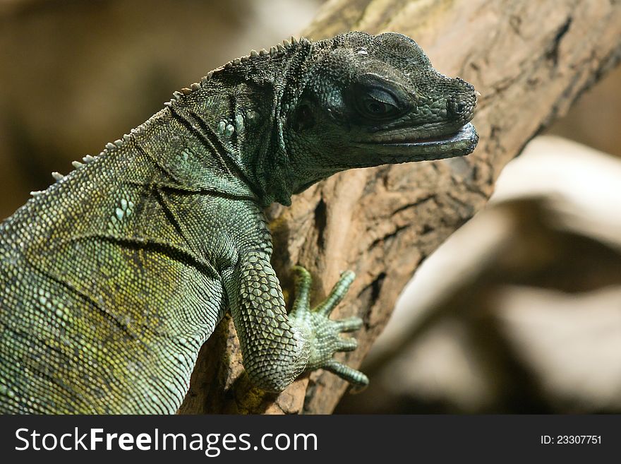 Portrait of a lizard Hydrosaurus weber. Portrait of a lizard Hydrosaurus weber
