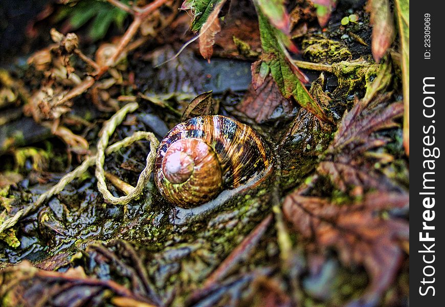 A common garden snail on a bed of moss and garden twine.