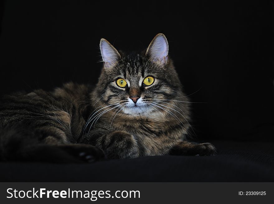 Maine coon cat  on black background. Maine coon cat  on black background