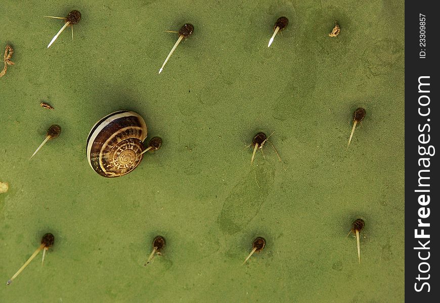 Snail On Prickly Pear
