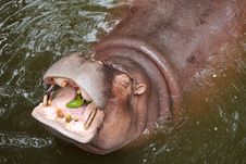Hippopotamus Royalty Free Stock Photo Hippopotamus Royalty Free Stock Photo