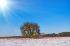 Lonely Tree In The Snow Covered Field Royalty Free Stock Photography Lonely Tree In The Snow Covered Field Royalty Free Stock Photography