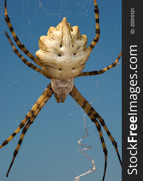 Detail of a large spider Argiope lobata. Detail of a large spider Argiope lobata