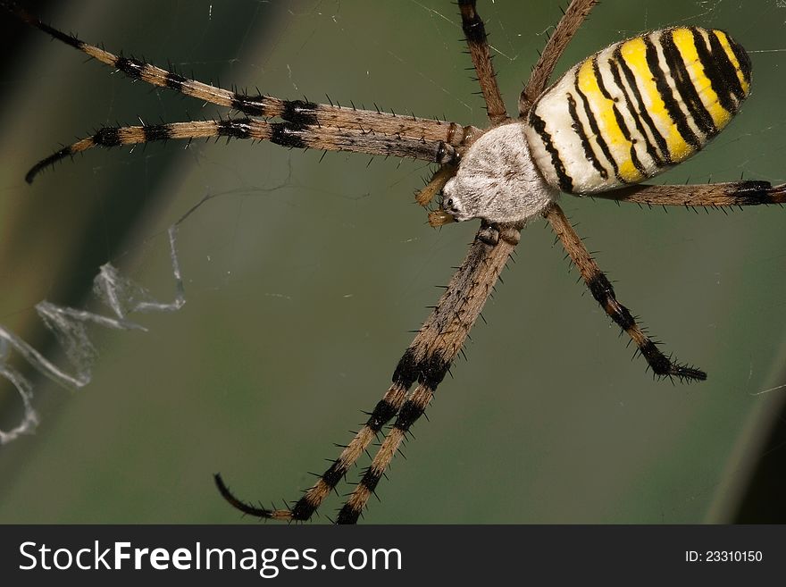 Detail of a large spider Argiope bruennichi. Detail of a large spider Argiope bruennichi