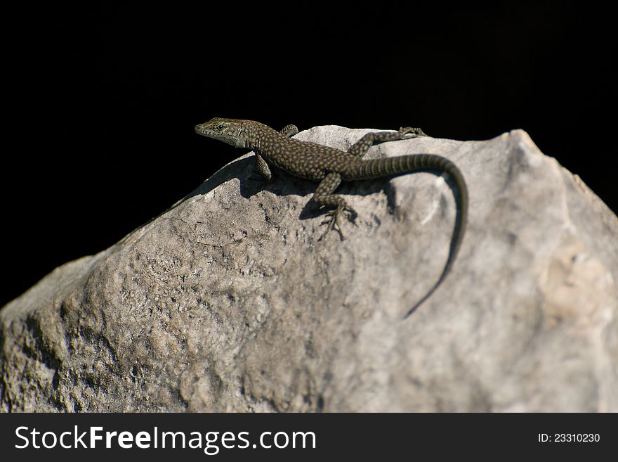 Lizard genus dalmatolacerta on a black background. Lizard genus dalmatolacerta on a black background