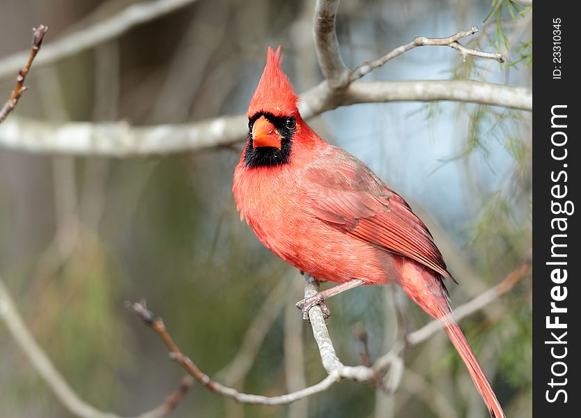 A Male cardinal sitting on a tree branch