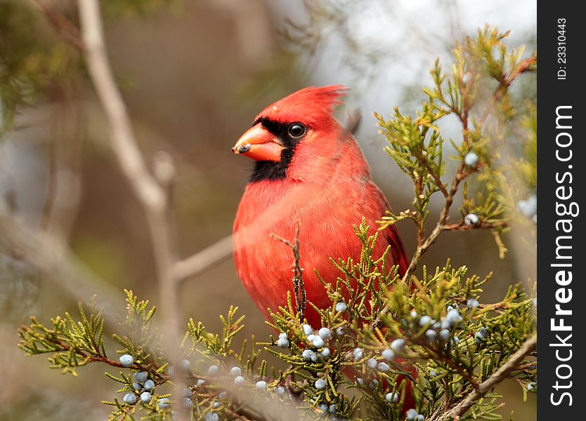 A Male cardinal sitting on a tree branch