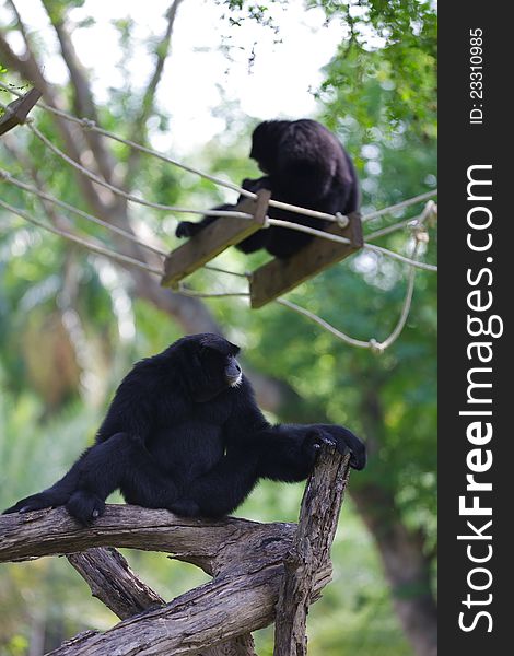 Image of Black siamang at zoo