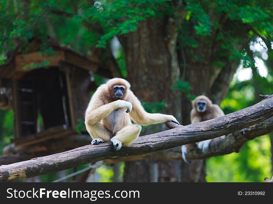 White hand gibbon at zoo