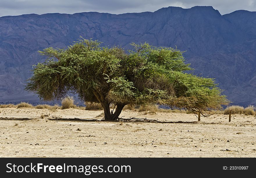 Lonely acacia in desert of the Negev, Israel