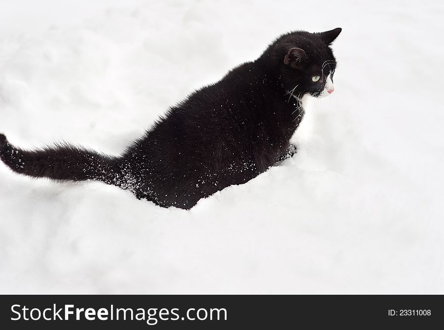 Black and white cat walking in the snow.