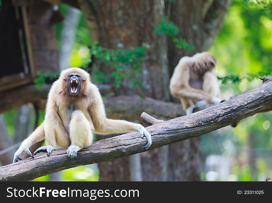 Image of White hand gibbon