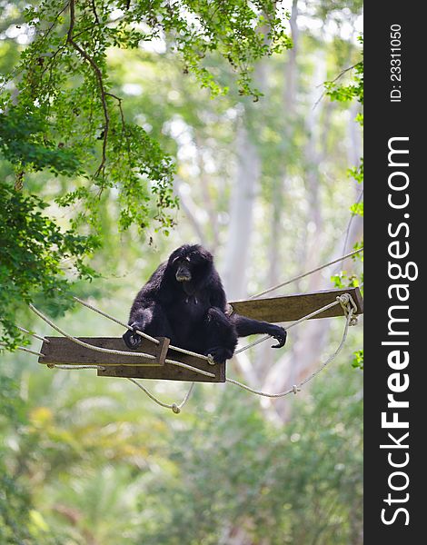 Image of Black siamang at zoo