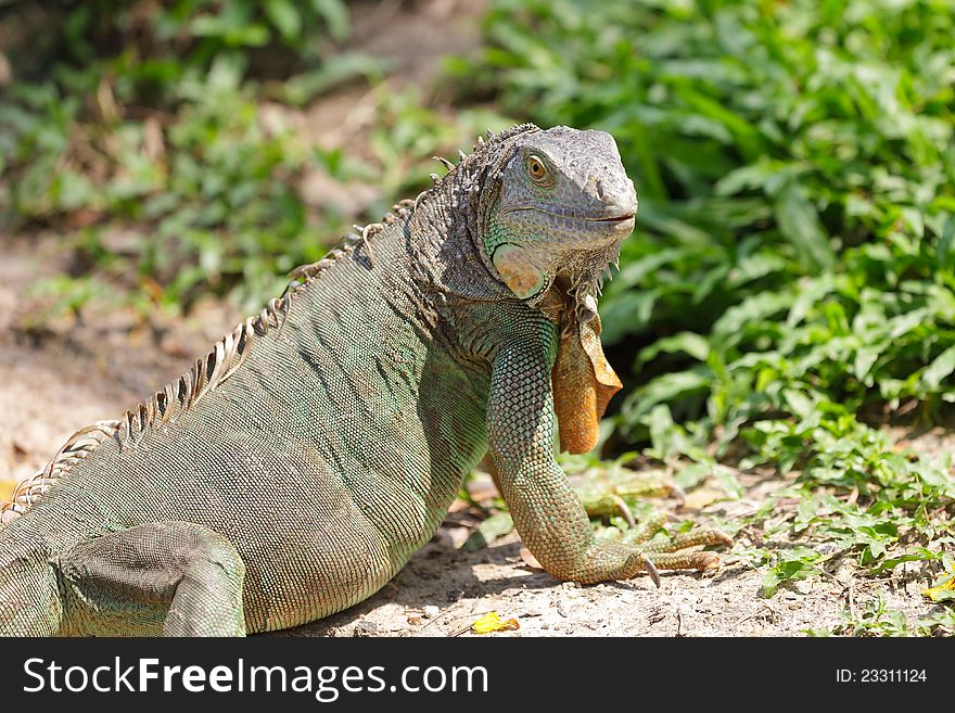 Lazy iguana lay at zoo