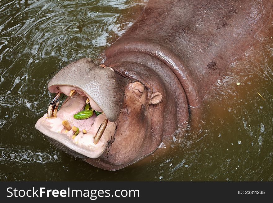 Hippopotamus open its mouth. in pond at a zoo