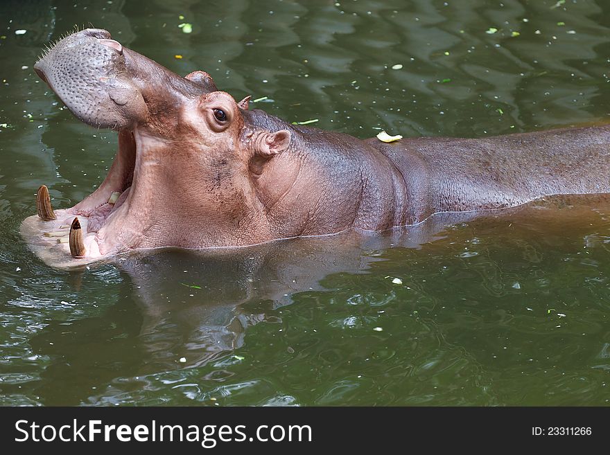 Hippopotamus open its mouth. in pond at a zoo