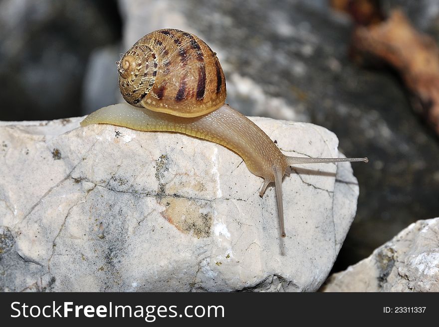 A snail crawling on wet rocks
