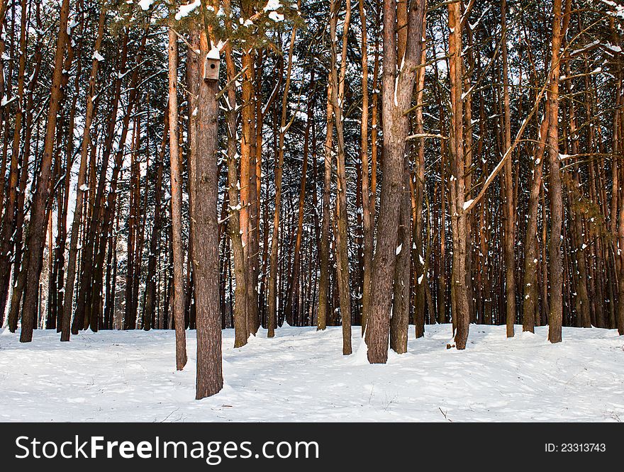 Tall Pine Forest