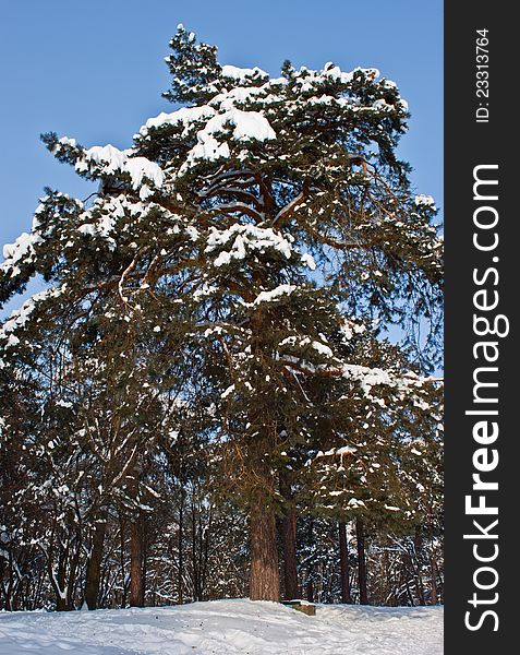 Tall pine trees dominate in this forest scene. Tall pine trees dominate in this forest scene.