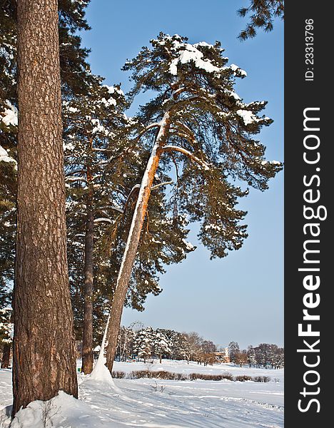 A winter scene of trees and branches against the white snow and sky. A winter scene of trees and branches against the white snow and sky.