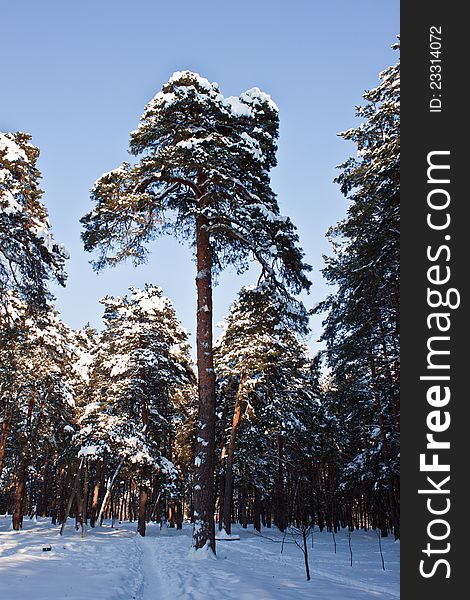 A winter scene of trees and branches against the white snow and sky. A winter scene of trees and branches against the white snow and sky.