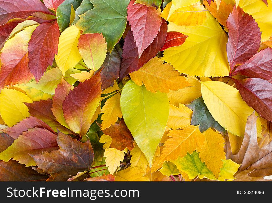 Colorful autumn leaves on the ground