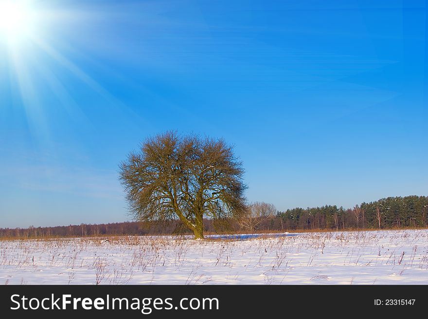 Lonely tree in the snow covered field in winter