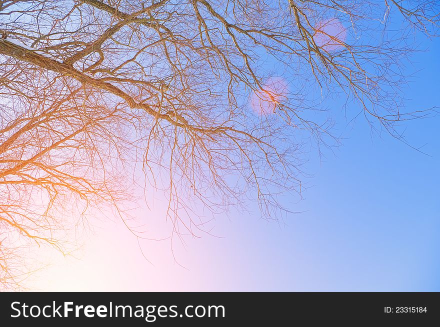 A branch of a tree on the  blue sky background at sunset. A branch of a tree on the  blue sky background at sunset