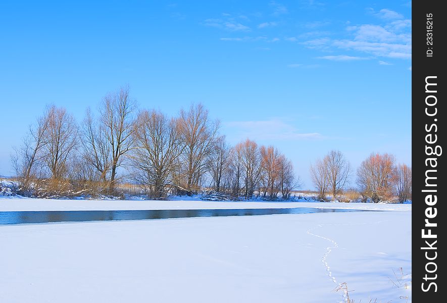 Trees On Bank Of The River Covered With Ice