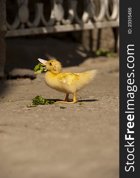 Beautiful little duck in grass