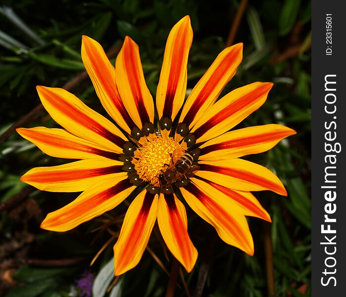 Yellow flower, gazania, with a bee. Yellow flower, gazania, with a bee