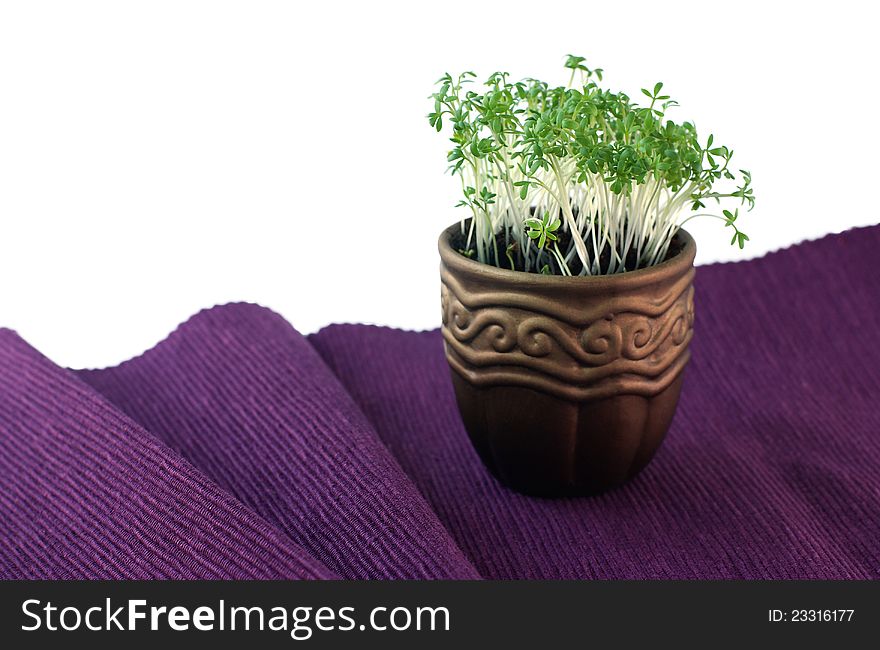 Pot with cress on the violet tablecloth