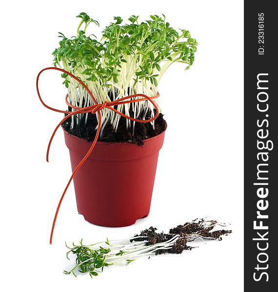 Cress seedlings in the pot, tied up with string