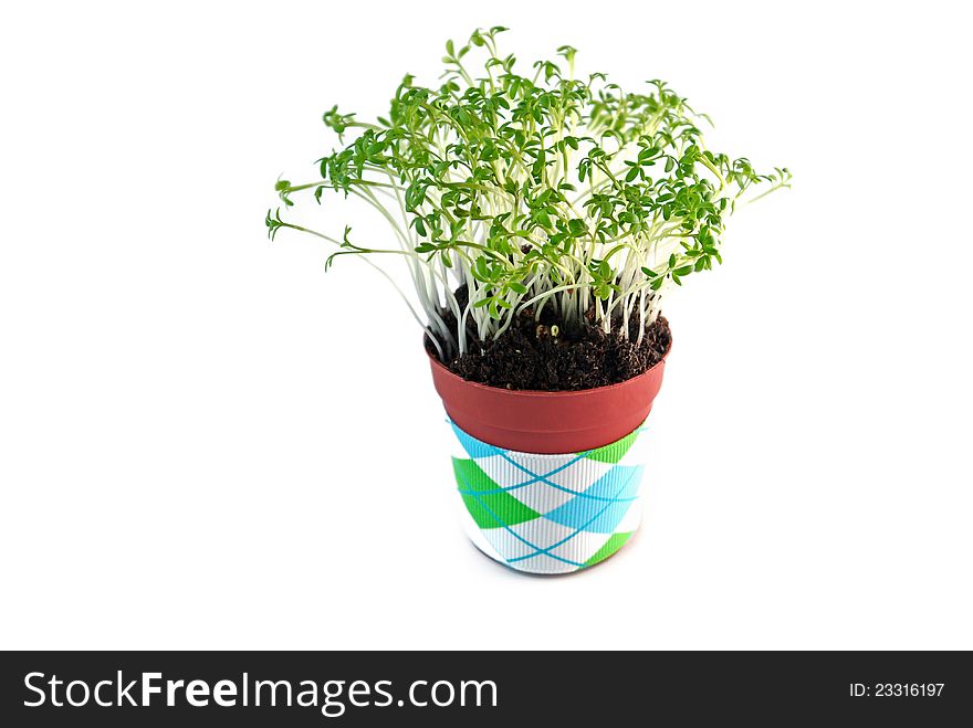 Cress salad in the pot, decorated with ribbon