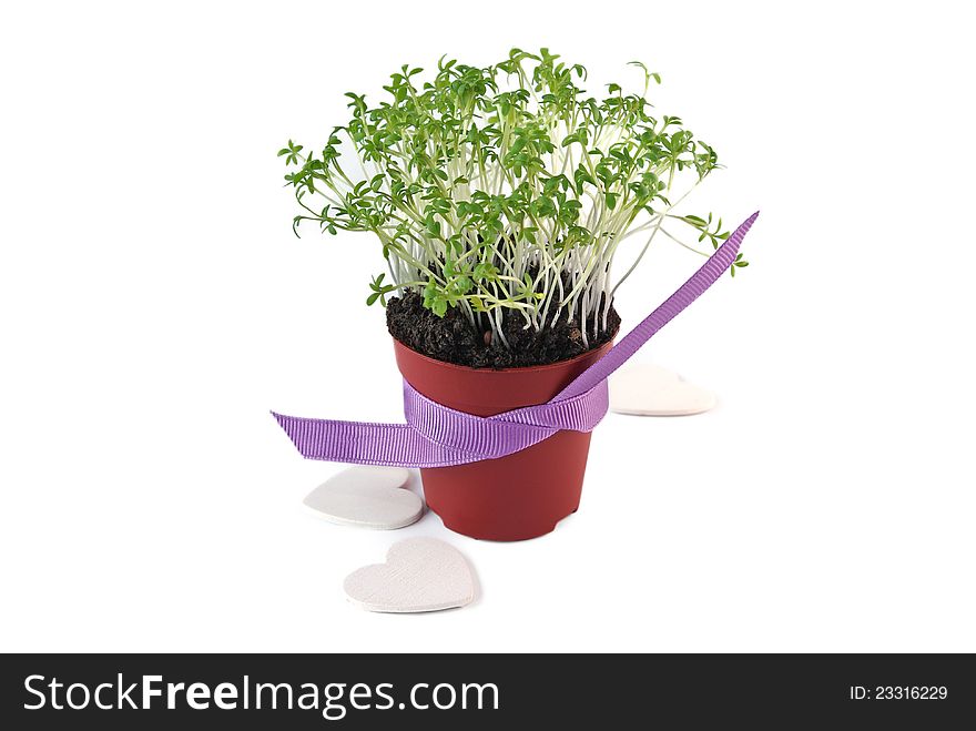 Pot with cress, decorated with ribbons and hearts