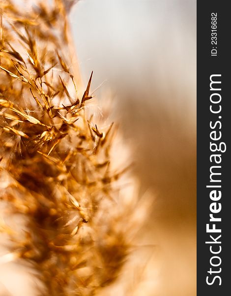 Dried reed in the winter with smoothed background