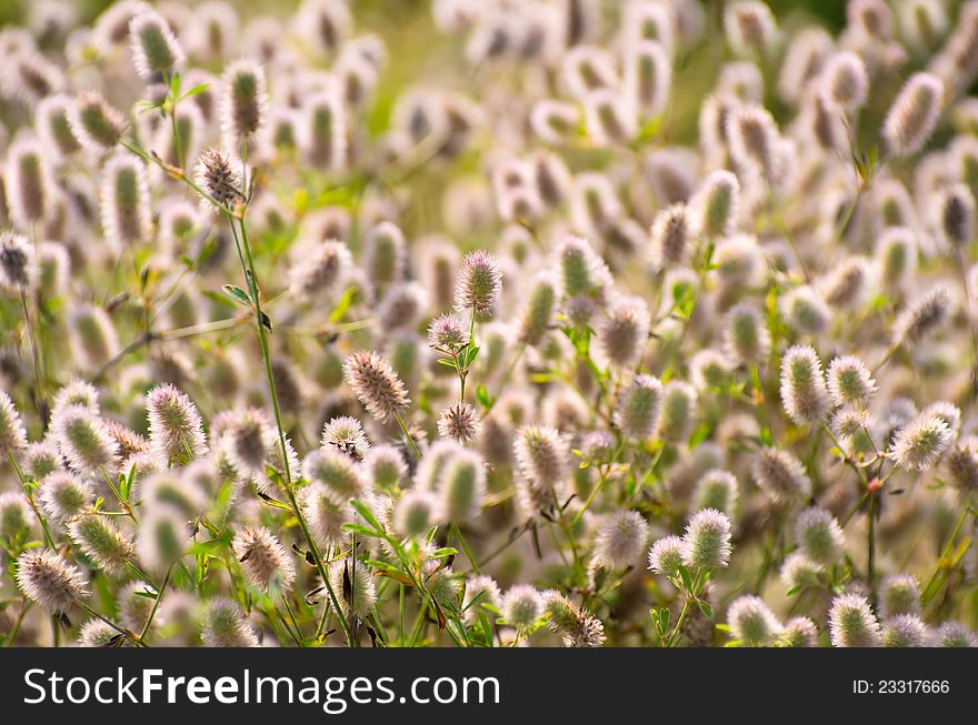 Background with wild flowers. Trifolium arvense. Background with wild flowers. Trifolium arvense.