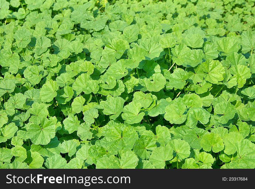 The background of bright green leaves. The background of bright green leaves.