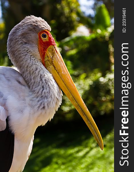 Portrait of a Yellow-billed Stork