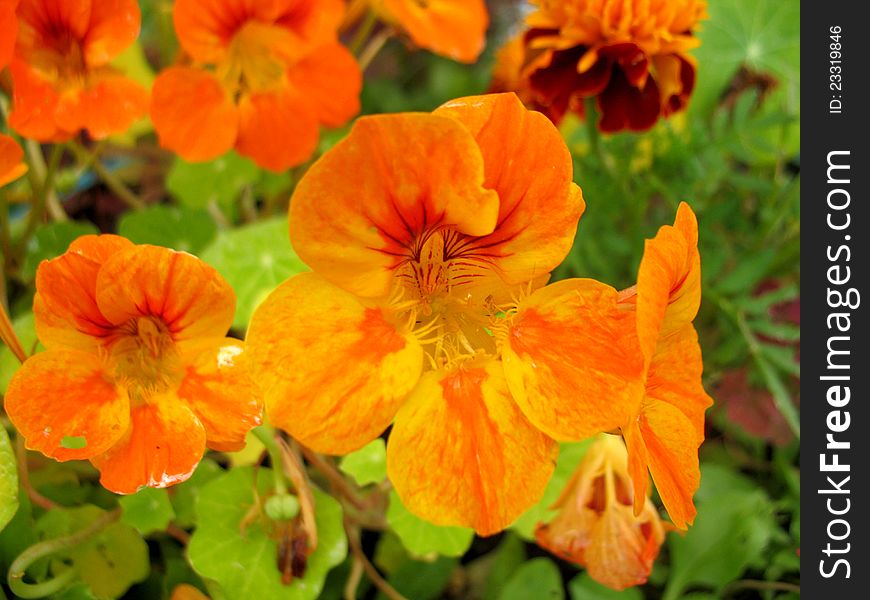 Yellow blossoming of flower